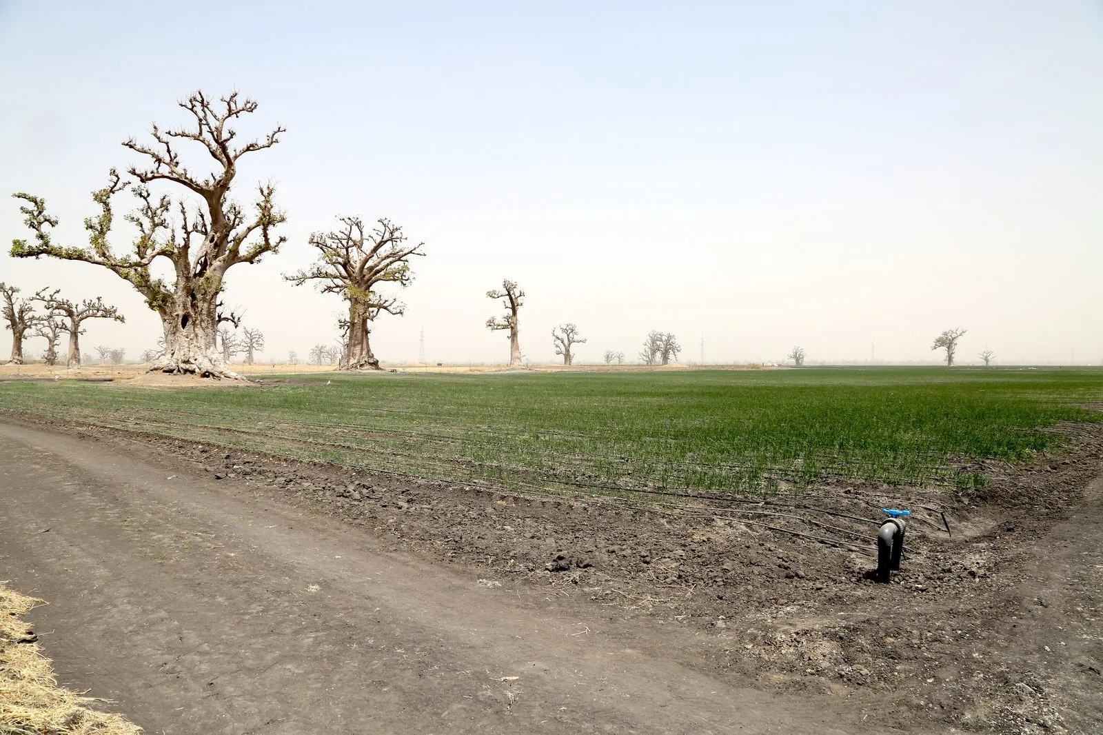In the Hinterland, the Open Veins of the Earth
