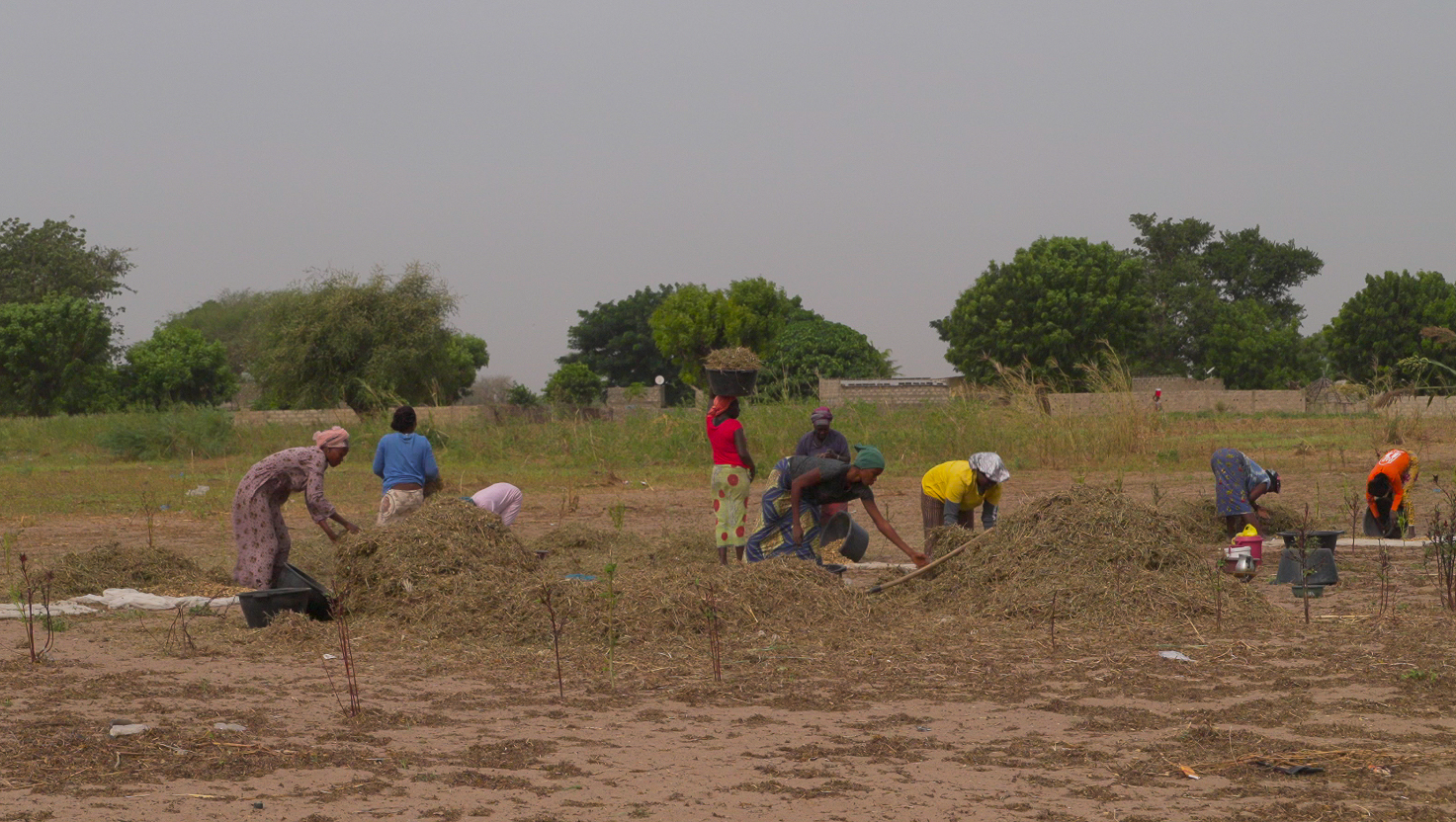 Femmes au travail dans les parcelles agricoles