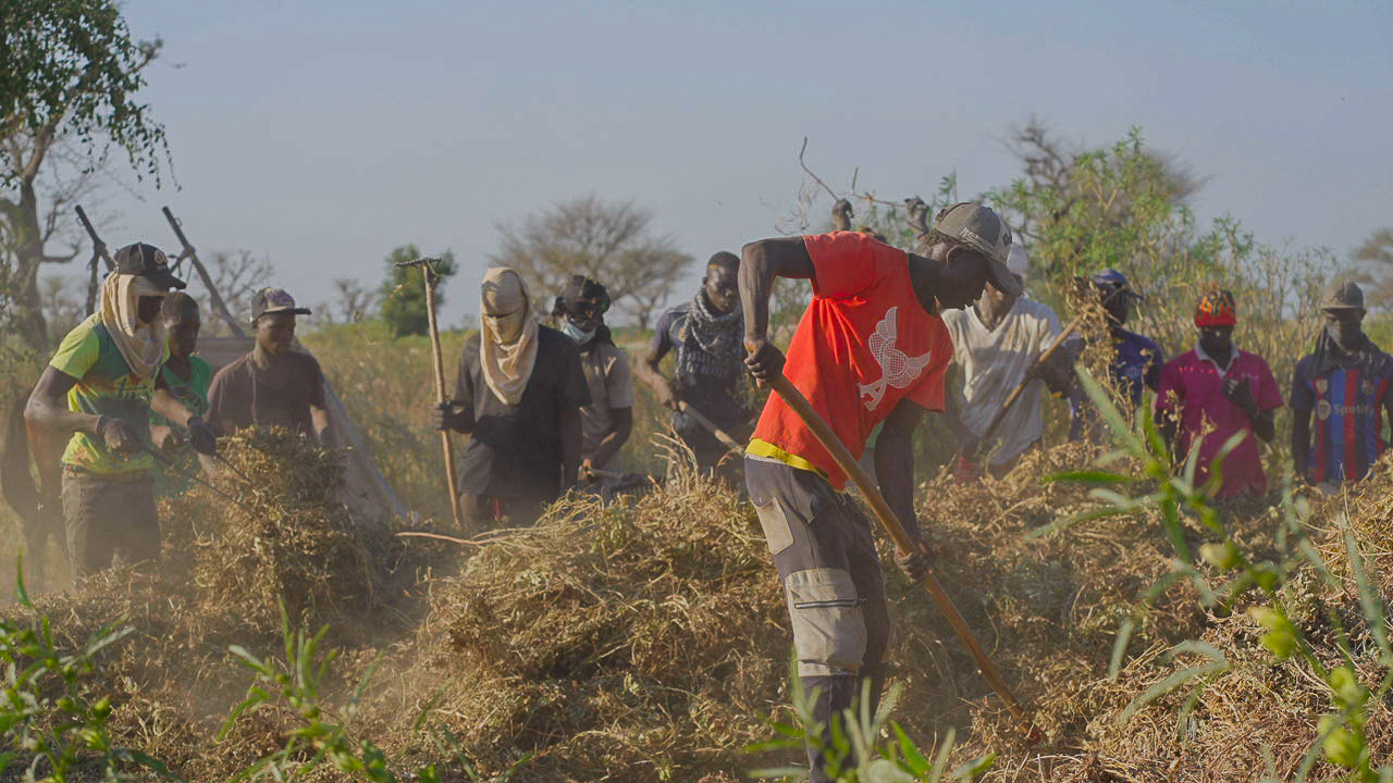 Travaux agricoles collectifs dans les champs de la Petite Côte