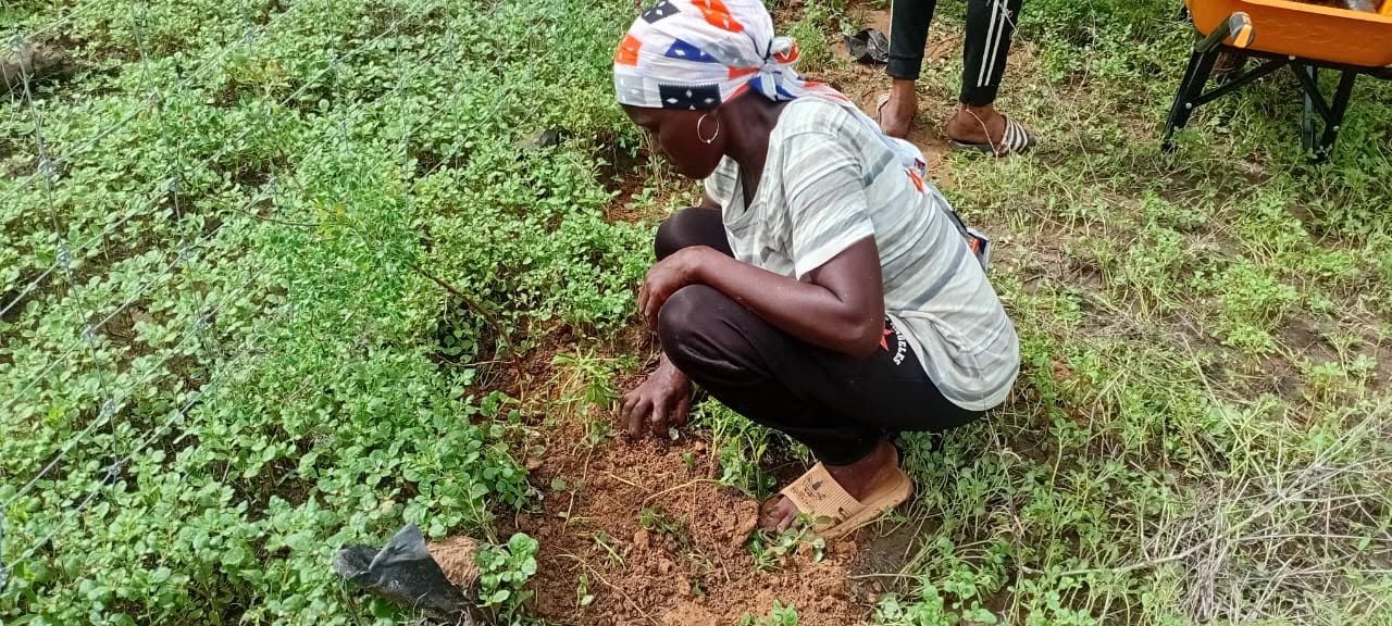 Mise en terre des plants dans le jardin communautaire